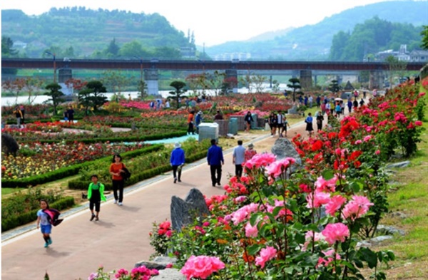 삼척천만송이장미축제가 전격 취소된 가운데 시민들이 삼척장미공원을 찾아 장미꽃을 즐기고 있다.