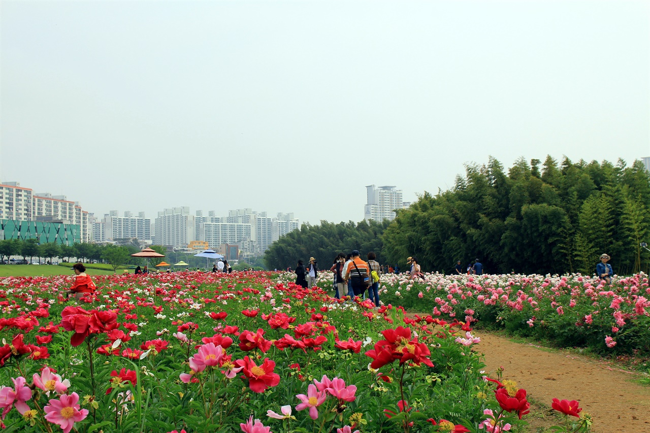  울산 태화강 국가정원 작약원 꽃밭단지 모습