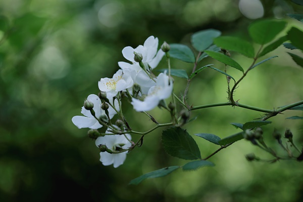 5월의 꽃, 씁쓰름한 향기가 일품이다.