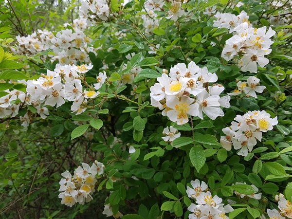 여의도 생태숲의 찔레꽃 찔레꽃은 전국의 산과 들의 기슭과 계곡에서 흔히 볼 수 있어 친근하다.