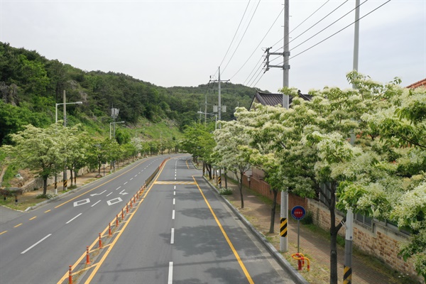  김해시 이팝나무 가로수길 조성.