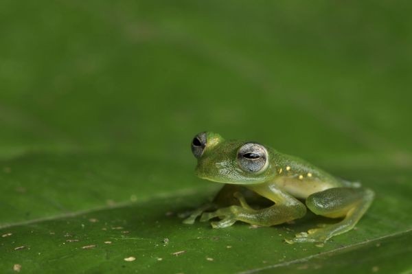 나뭇잎에 앉아있는 유리 개구리. 등색깔은 녹색이지만, 다리와 배쪽은 투명해서 내장이나 혈관이 보인다. 