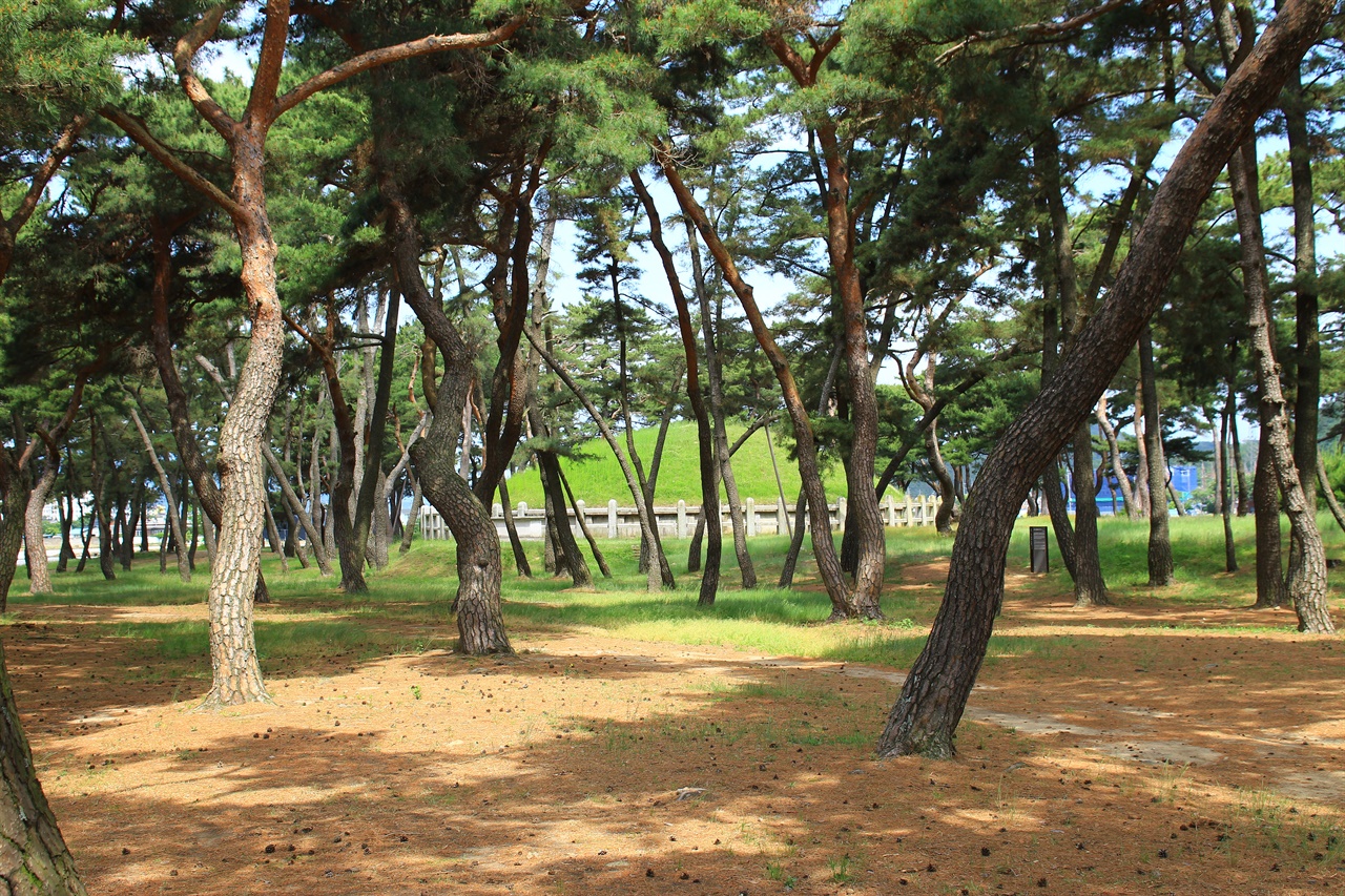 경주 보문관광단지 가는 길목에 있는 헌덕왕릉  모습