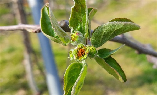 4월 5~9일 사이 영하권 날씨 속에 경남 거창지역 농가의 사과나무에서 꽃이 피었다가 갈색으로 변하는 피해가 발생했다.