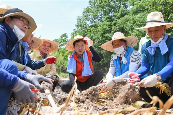 김경수 경남지사를 비롯한 직원들이 6월 1일 의령군 부림면 소재 마늘농가에서 농촌일손돕기를 벌였다.
