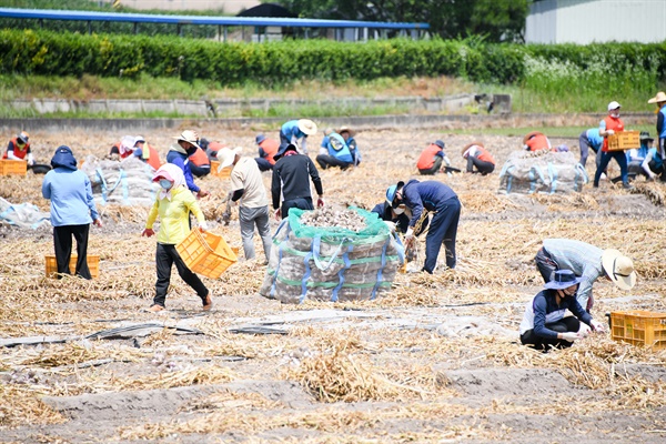 김경수 경남지사를 비롯한 직원들이 6월 1일 의령군 부림면 소재 마늘농가에서 농촌일손돕기를 벌였다.