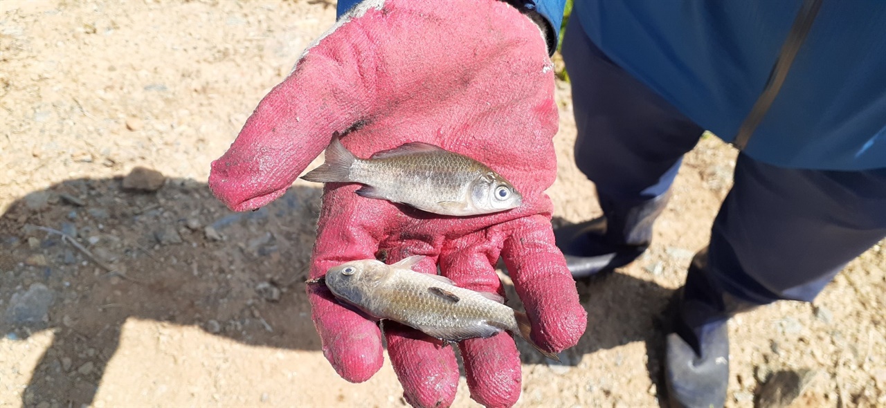 지난달 31일 인근 공장 화재가 난 다음날, 인근 농로에서 물고기가 모조리 죽은 상태로 발견됐다. 