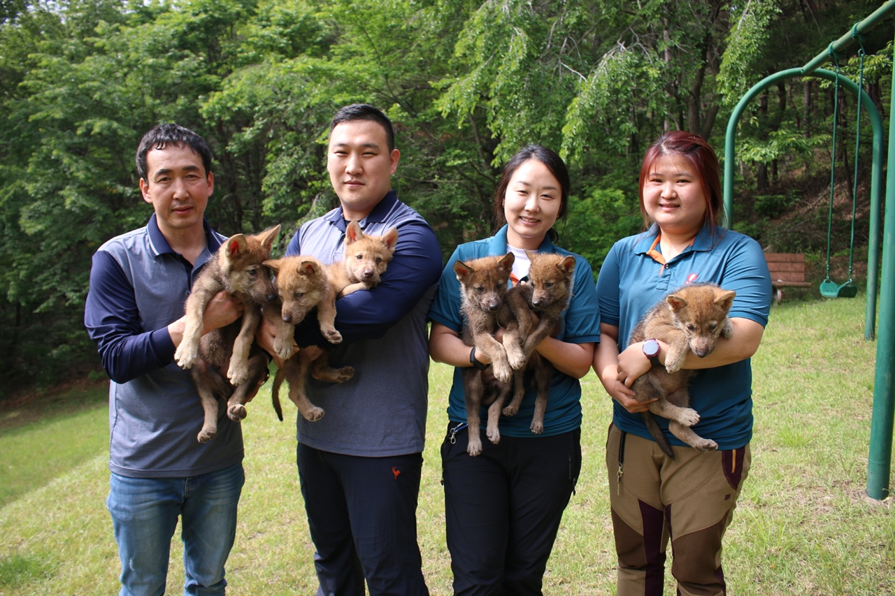 대전도시공사가 운영하는 오월드는 6일 부터 오월드 내 어린이 동물원에서 지난 4월 태어난 한국늑대 6마리를 관람객들에게 공개한다.