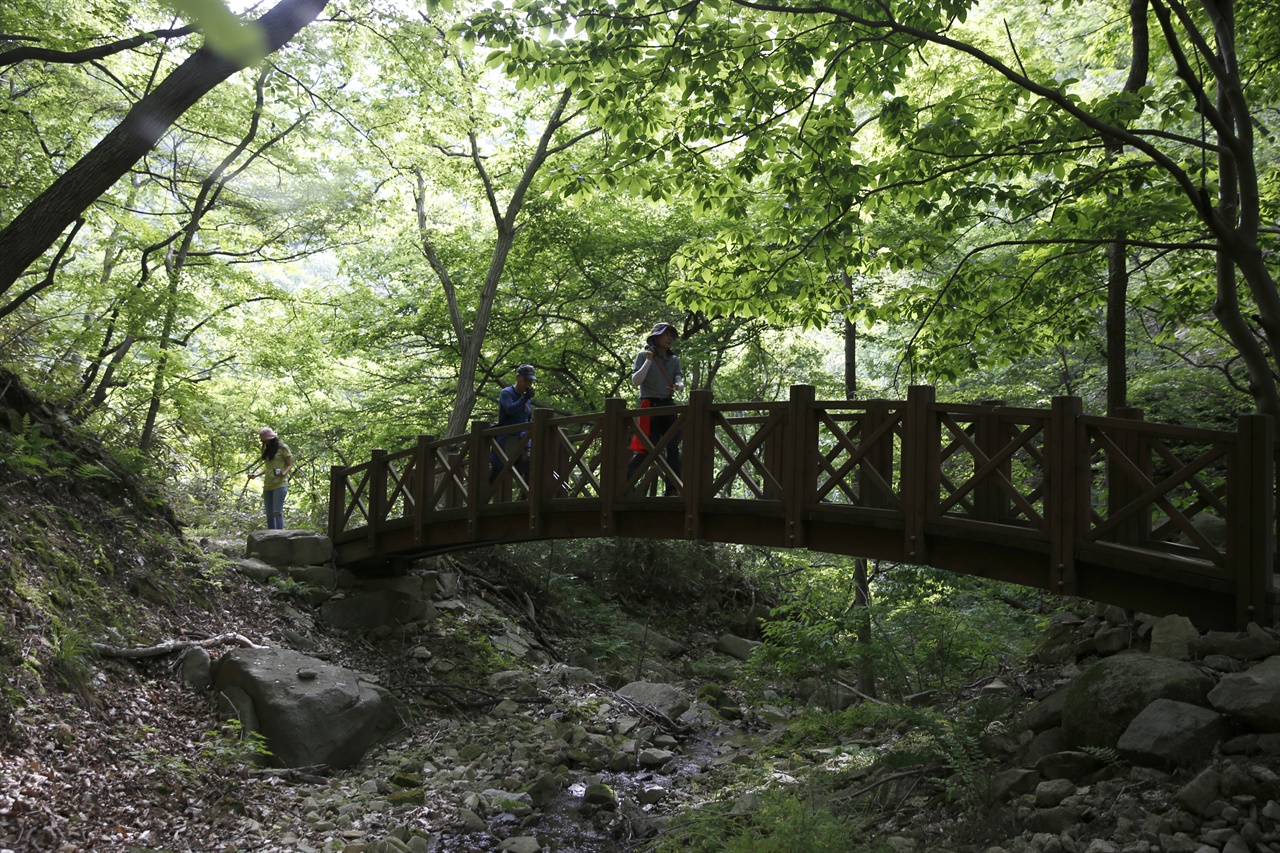  한재골 옛길에서 만나는 나무다리. 지난 5월 31일 옛길을 찾은 여행객들이 나무다리를 건너며 연녹색의 숲을 즐기고 있다.