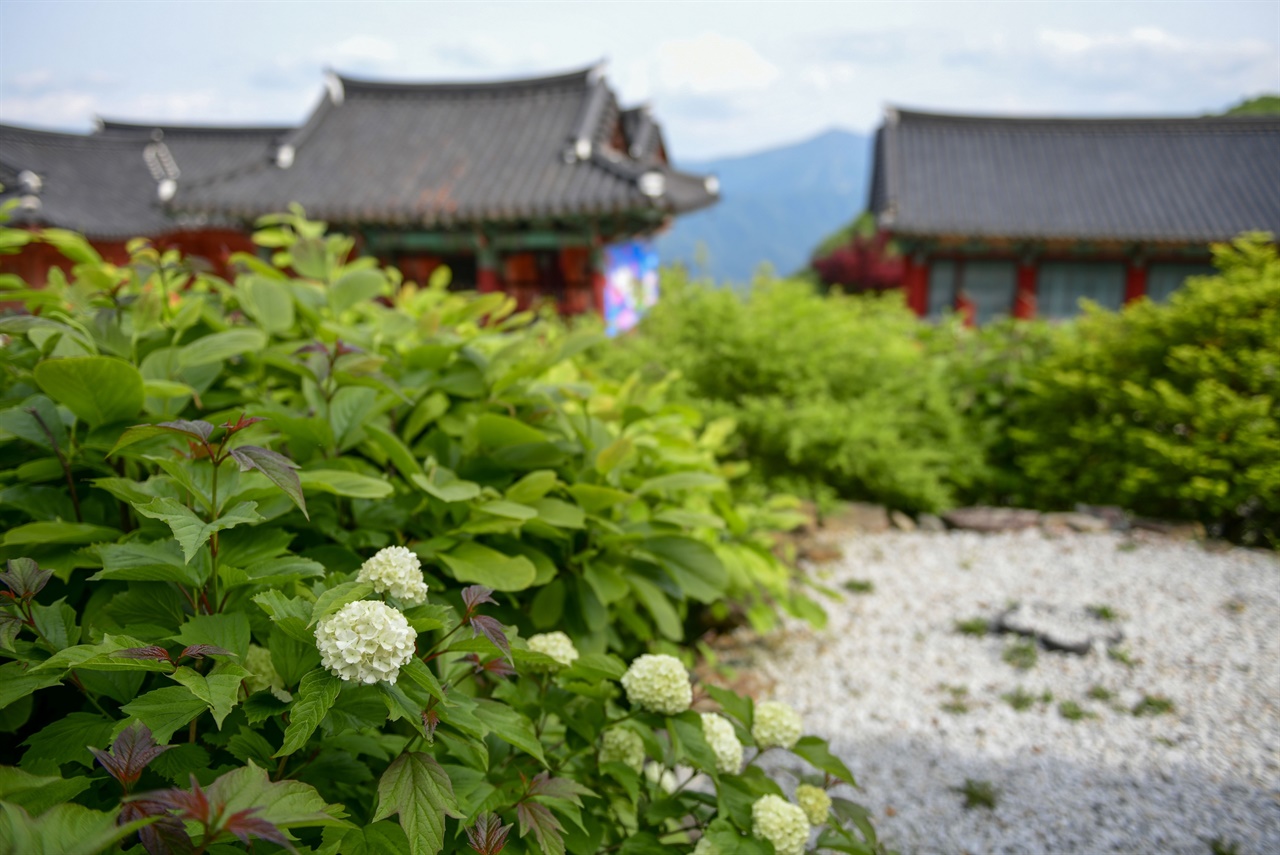  가파른 길을 숨차게 올라야만 했던 안국사는 조용하다.