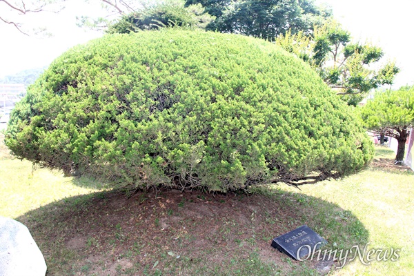 경남 합천군청 뜰에 있는 전두환 전 대통령 기념식수 표지석과 향나무.