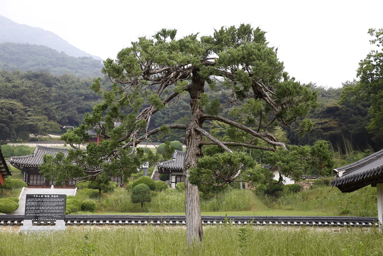 광산김씨의 태 자리 평장사에 우뚝 선 소나무 한 그루. 애국가에 나오는 ‘남산 위의 저 소나무’처럼 생김새가 남다르다. 우리 국민이 유별나게 좋아하는 소나무다.