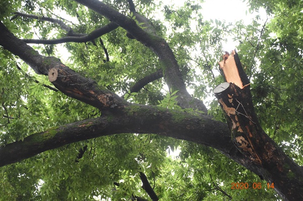 지난 6월 14일 광주·전남지방에 내린 폭우로 전남대학교 병원에 있는 광주광역시 기념물 제19호 ‘학동 느티나무’의 가지가 무게를 이기지 못하고 부러졌다
