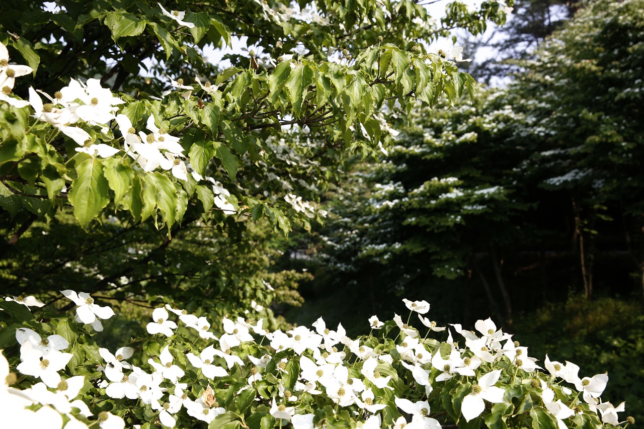 백운산휴양림에서 군락을 이루고 있는 산딸나무의 꽃. 멀리서 보면 하얀 나비 수백 마리가 내려앉은 것처럼 보인다.