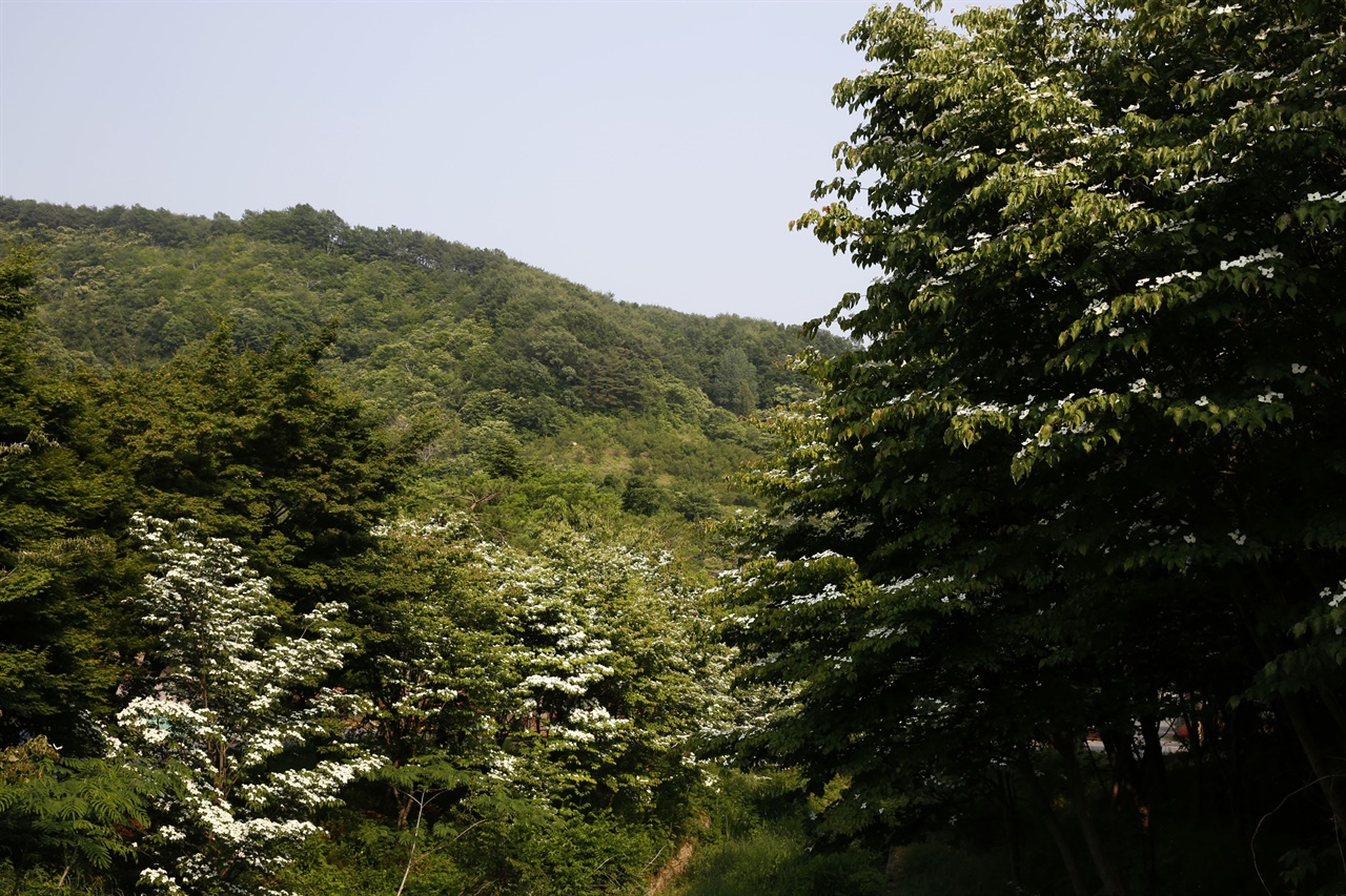 백운산휴양림의 산딸나무 군락지. 하얀 꽃이 무리를 지어 피어 별천지를 이루고 있다.