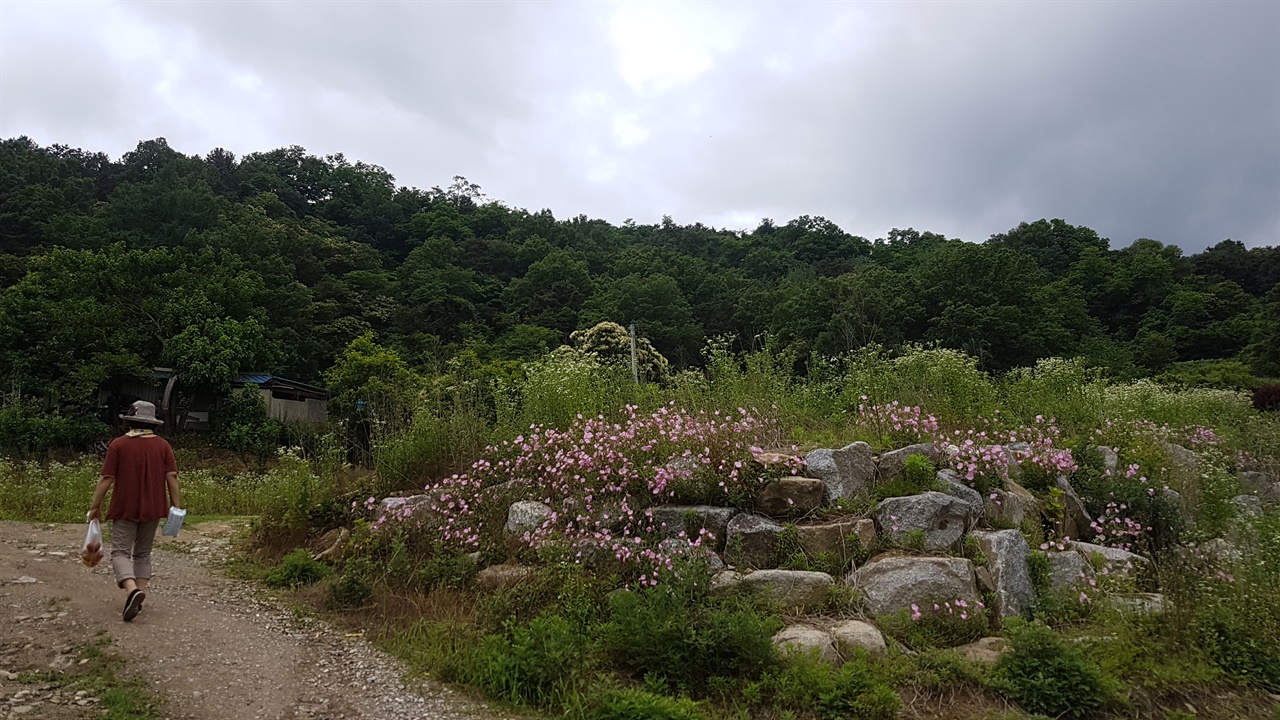 산소가는 밭둑 돌무더기에 분홍 달맞이 꽃이 피어 있다