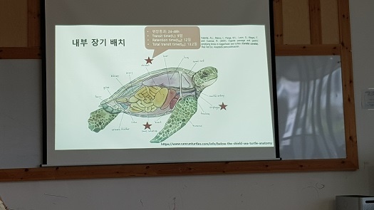  바다 거북의 장기 배치도 