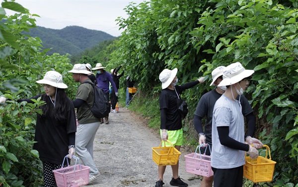  경상대와 경남과기대는 17일 진주 문산읍 상문리 과실수 재배 농가에서 오디를 수확하는 농촌일손돕기를 실시했다.