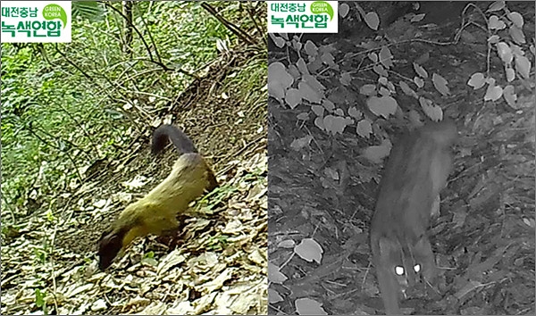 보문산에서 발견된 멸종위기 야생생물 2급 ‘노랑목도리담비’와 ‘삵(오른쪽)’.
