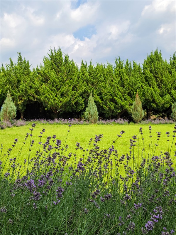 라벤더의 꽃향기가 가득한 천개의 향나무 숲