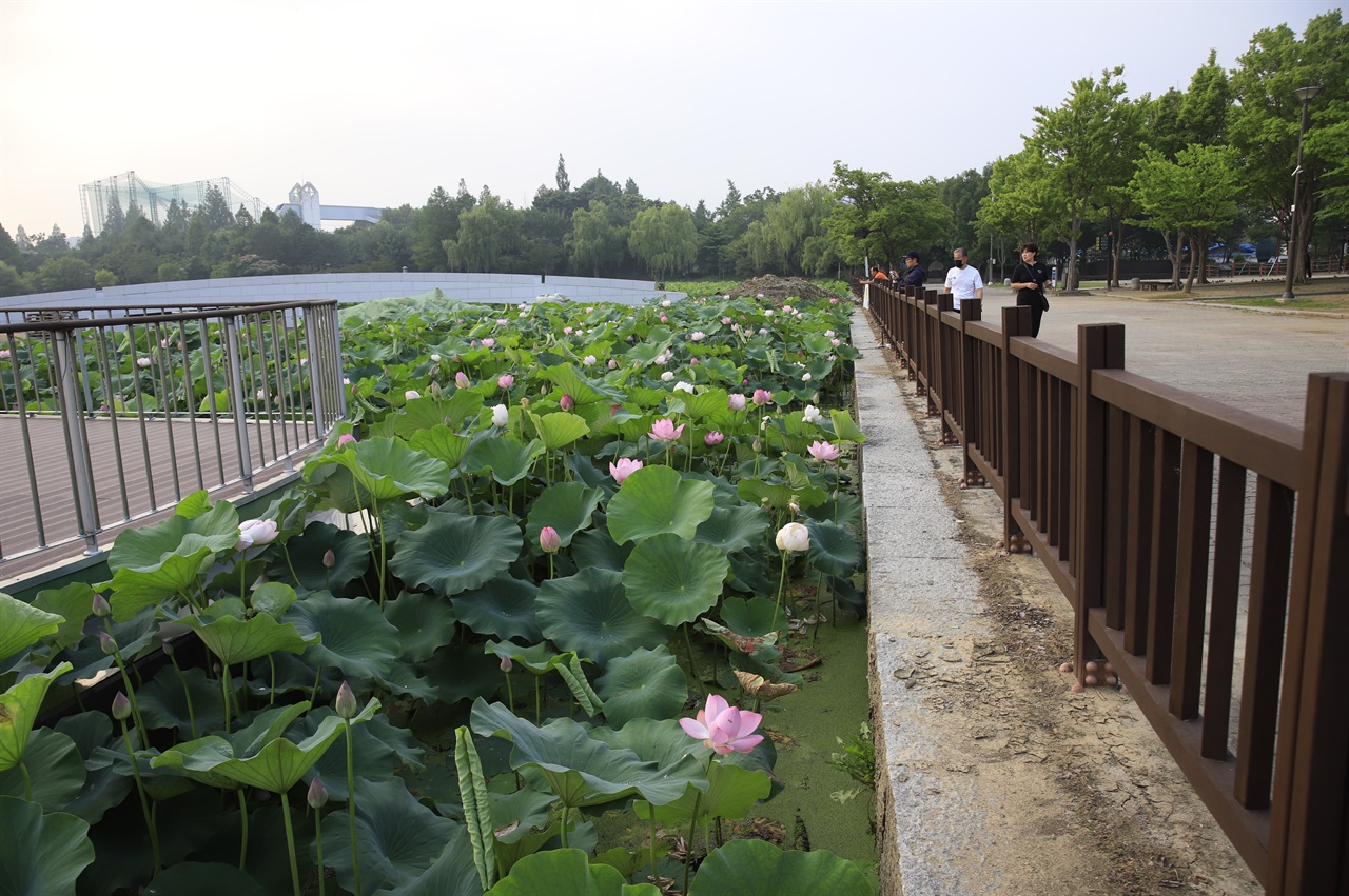 전주 덕진연못에 핀 연꽃을 아침 일찍 시민들이 감상하고 있다. 아직은 일부에만 피어 있다. 
