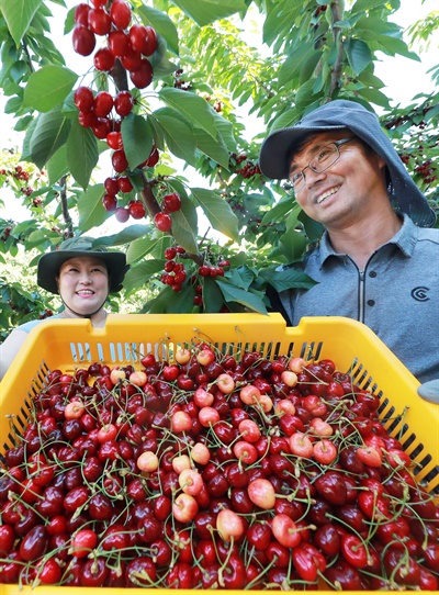 함양 가재골 체리농장의 수확.