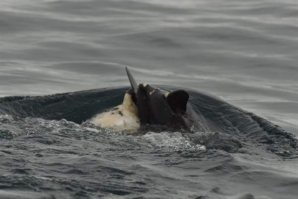 26일 해양수산부 국립수산과학관 고래연구센터가 공개한 사진. 지난 11일 생태조사 과정에서 촬영했다. 어미 남방큰돌고래가 죽은 새끼를 등에 업고 유영하고 있다.