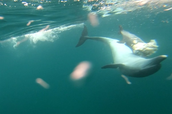 26일 해양수산부 국립수산과학관 고래연구센터가 공개한 사진. 지난 11일 생태조사 과정에서 촬영했다. 어미 남방큰돌고래가 죽은 새끼를 등에 업고 유영하고 있다.