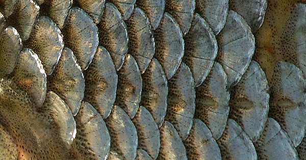 물고기의 비늘을 확대한 사진. 비늘의 겉쪽은 단단하지만 안쪽, 즉 몸통쪽으로 향할수록 부드러운 특징이 있다.