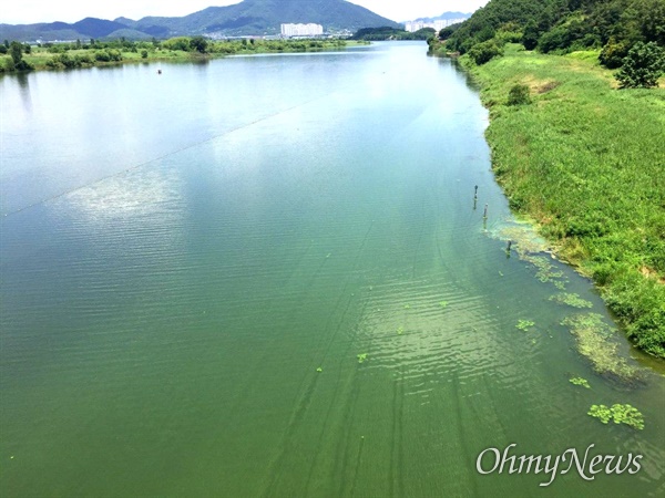 6월 26일 낙동강 합천창녕보 상류 우곡교 부근(좌안)에서 발생한 녹조.