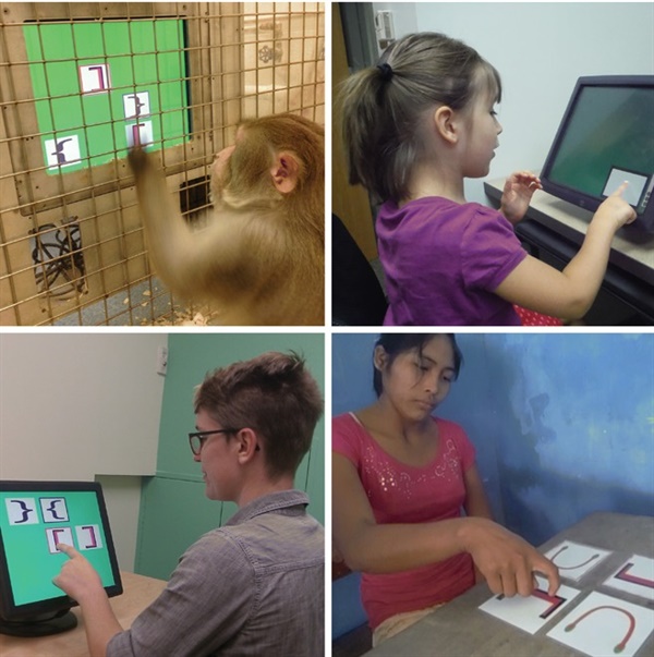 재귀적 반복 능력 실험에 참여한 4개의 그룹. 위 왼쪽부터 시계 방향으로 짧은꼬리 원숭이, 5세 이하 어린이, 볼리비아 원주민, 미국 성인.  