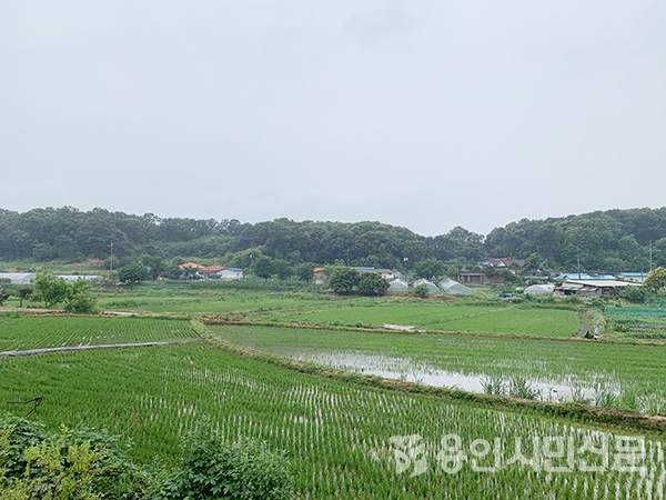 푸르름이 한창인 논