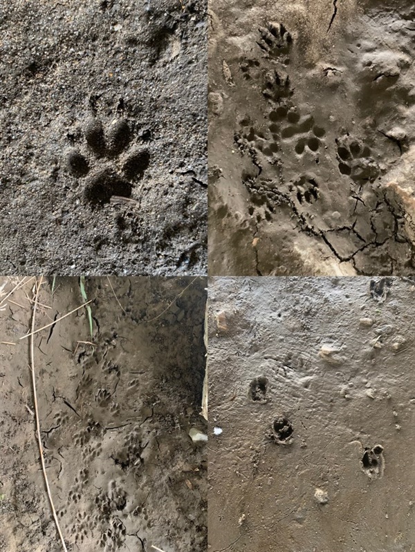  고라니, 너구리, 개와 고양이 등의 발자국이 선명하게 찍혀있다.