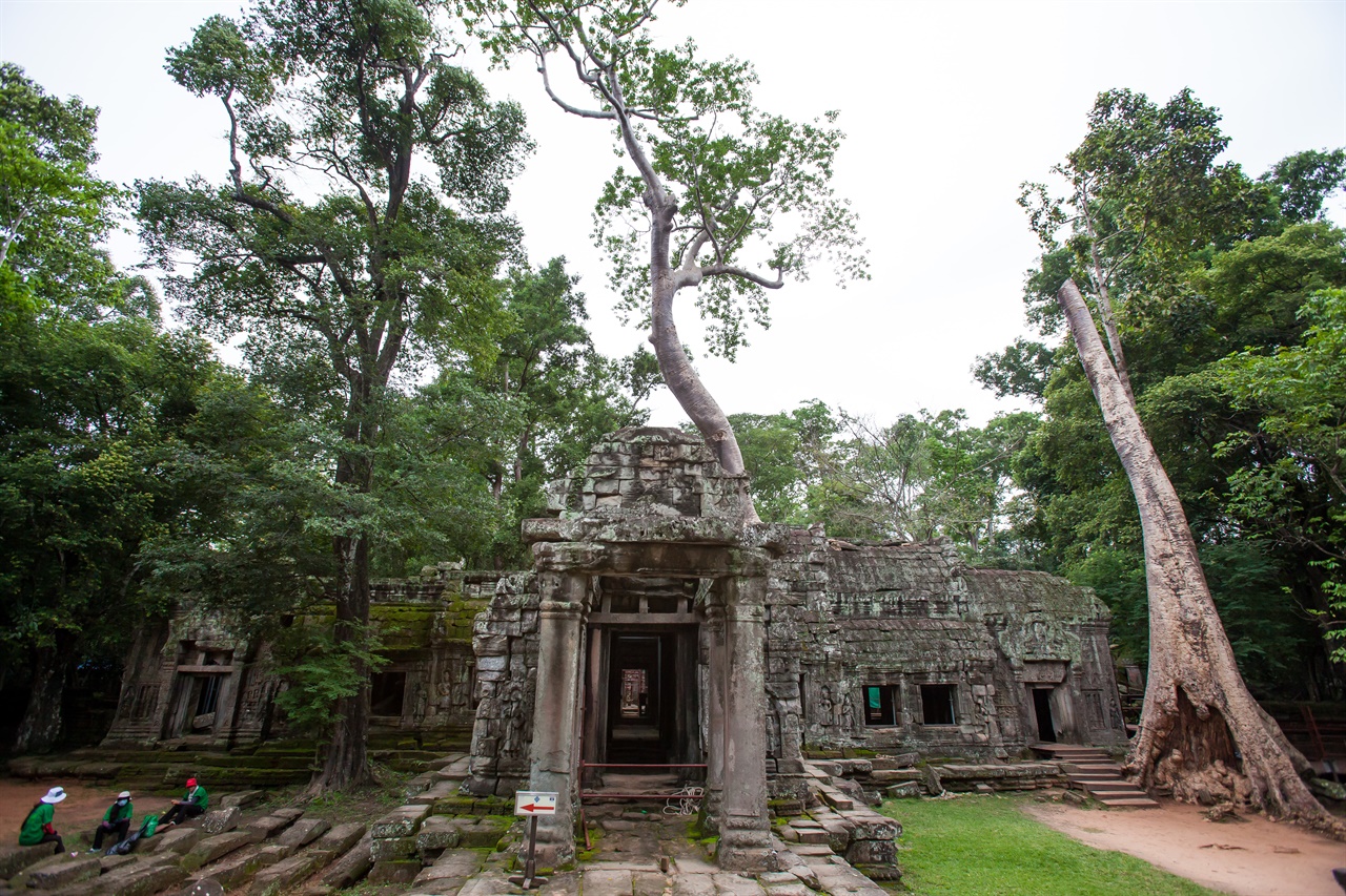 열대의 나무와 석조 건축물이 뒤엉켜 묘한 아름다움을 만들어내는 타프롬 사원.