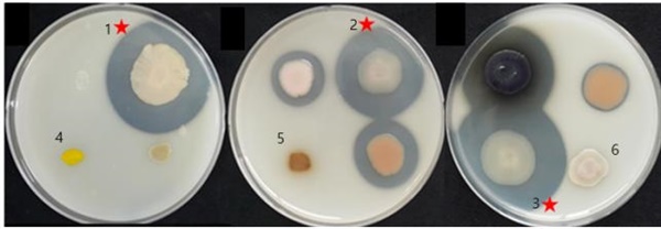 고온성 단백질분해효소 시험. 기본 배지(Marine agar)에 별도로 멸균한 20% skim milk를 2% 농도로 첨가하여 만든 고체 배지에 실험균주를 접종한 후, 60℃에서 7일간 배양한 후, 투명환이 생성되는 정도를 관찰하였음. 1, 바실러스 써모아미로보란스(Bacillus thermoamylovorans); 2, 칼디바실러스 데비리스(Caldibacillus debilis); 3, 애리바실러스 팔리더스(Aeribacillus pallidus); 4, 지오바실러스 이씨기나너스(Geobacillus iciginanus); 5, 지오바실러스 카우스토필러스(Geobacillus kaustophilus); 6, 지오바실러스 스테로써모필러스(Geobacillus stearothermophilus)