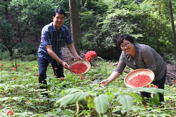  거창 고제면 빼재산삼원의 산양삼 씨 따기.