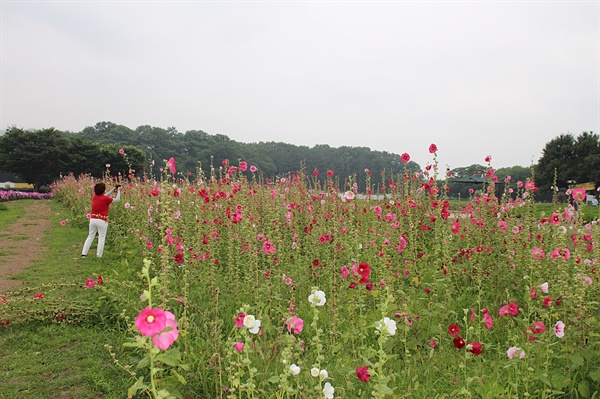 경주 동부사적지대 꽃밭단지에 활짝 핀 접시꽃 모습