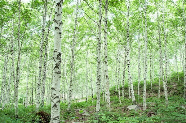 자작나무는 한대에서 자라는 수종으로 국내에는 강원도와 평안북도, 함경남북도 등에서 자생한다. 