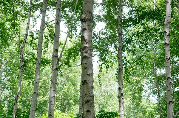 여름 자작나무는 싱그러웠다. 7월의 햇살 아래 “자작나무는 그 눈록(嫩綠) 빛 잎사귀를 투명하게 반짝이고 있었다. 