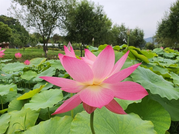 홍북읍 이응로미술관 연못에 핀 연꽃