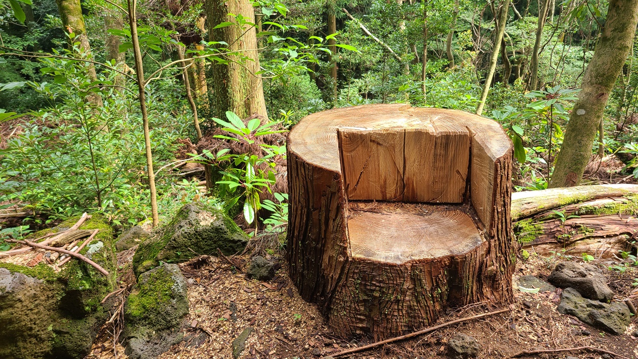 치유의숲길에 있는 나무 줄기로 만든 의자