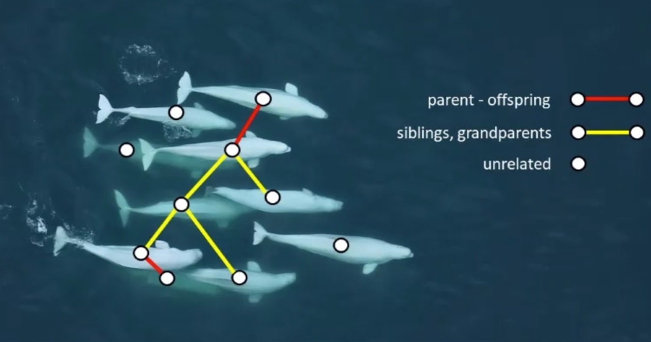 10마리로 무리를 이룬 벨루가 고래 집단. 빨간 선은 부모-자식간이고, 노란 선은 형제나 조손 관계를 나타낸다. 선으로 이어지지 않은 3마리는 혈연관계가 없다. 