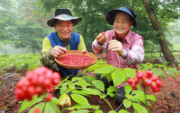  경남 함양군 휴천면 삼봉산 산양삼 채종단지에서 붉게 익은 산양삼 씨 수확이 한창이다.