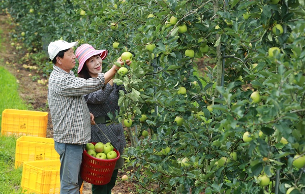 함양 수동면 죽산리 내산마을의 사과 수확.