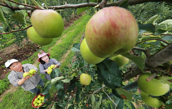 함양 수동면 죽산리 내산마을의 사과 수확.