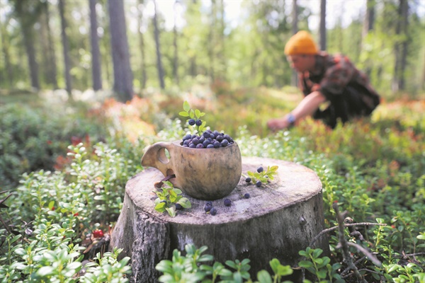 핀란드의 지역의 한 숲에서 베리류를 채집하고 있는 모습.
