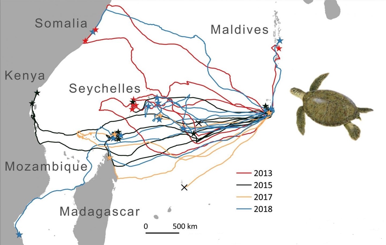 녹색 바다 거북이의 항해. 관찰한 해마다 약간의 차이는 있지만 이들은 인도양 한복판에서 섬들이 많은 서쪽을 향해 나아갔다.