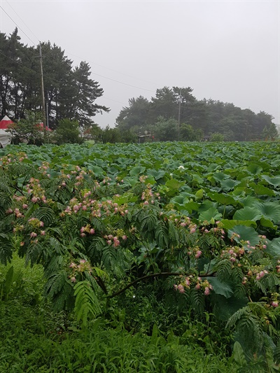 청운사 하소 백련지 연꽃 밭