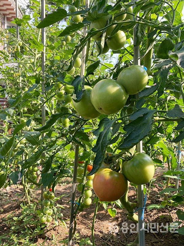 여름 햇빛을 받아 익어가고 있는 토마토. 바로 옆 방울토마토가 앙증맞다.