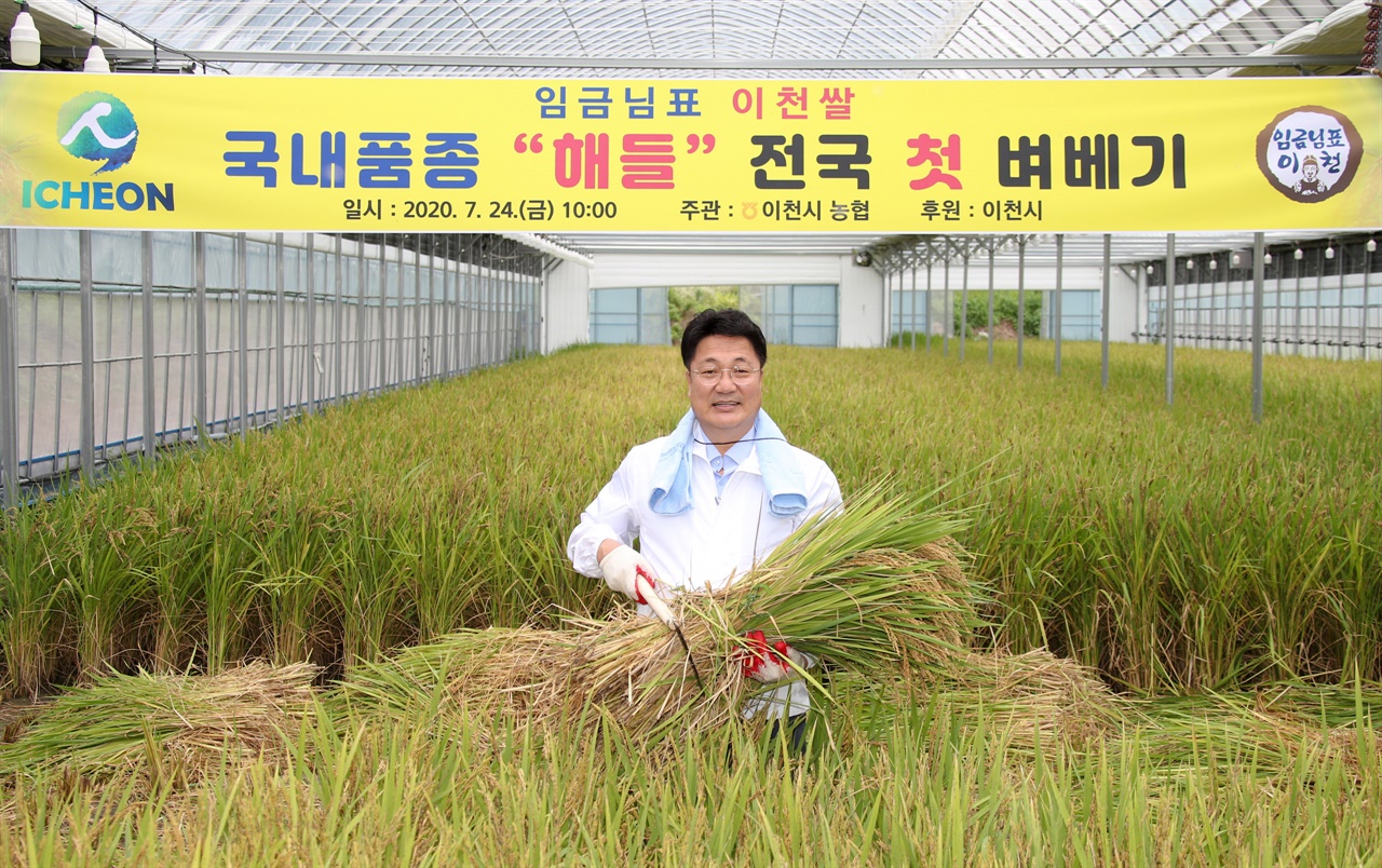  국내육성품종 ‘해들’의 전국 첫 벼 베기 행사가 24일 오전 10시 이천시 호법면 안평3리 뜰에서 진행됐다.